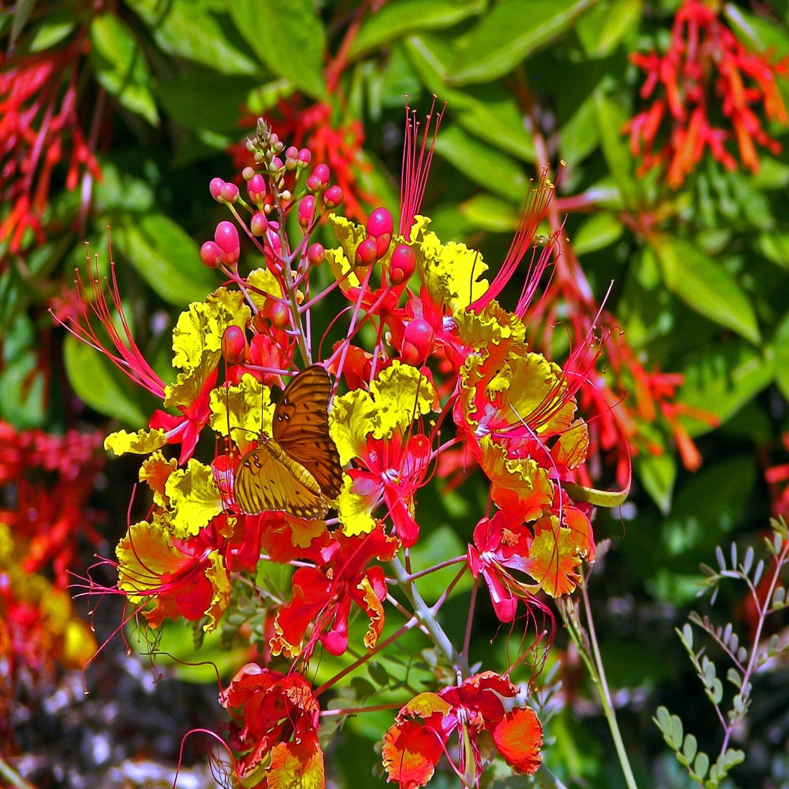 Colorful red bird of paradise flowers with a butterfly in a natural setting