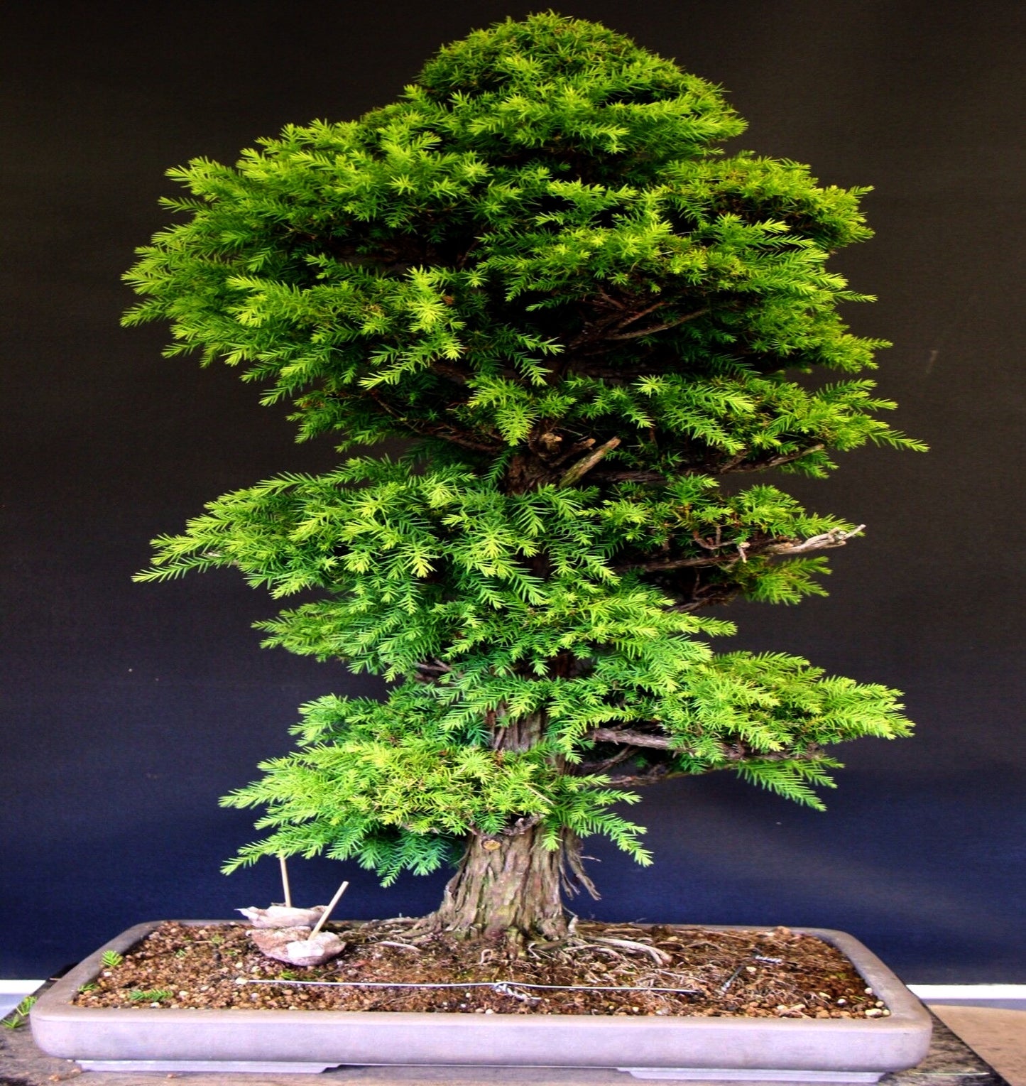 Japanese red cedar bonsai tree in a pot against a dark background
