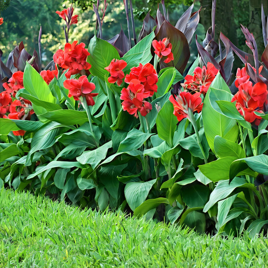 Red canna lily (Canna indica) flowers with green leaves in a garden landscape setting.