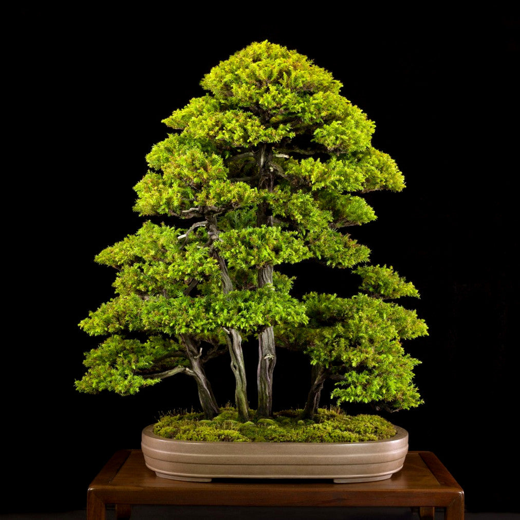 Japanese red cedar bonsai trees in a pot on a wooden stand with a black background. (Cryptomeria japonica)
