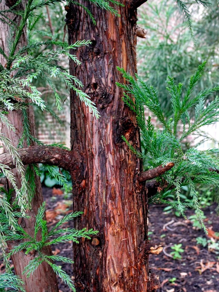 Close-up of a Japanese red cedar tree trunk with green foliage in the background. (Cryptomeria japonica)