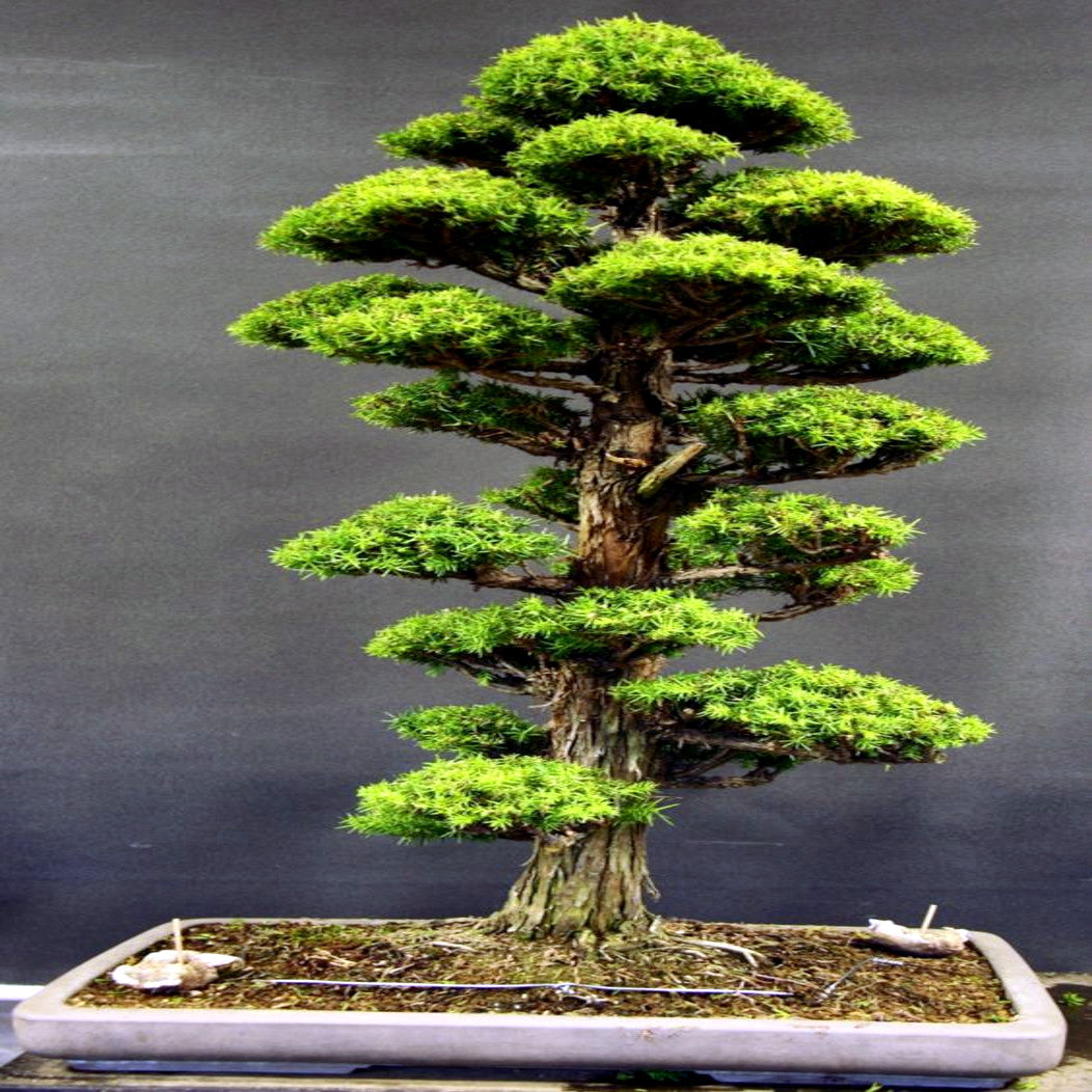 Japanese red cedar bonsai tree on a dark background