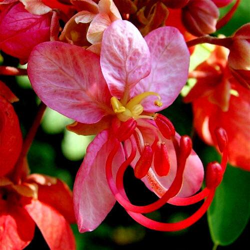 Close-up of a pink and red color Red shower tree flower with a blurred green background