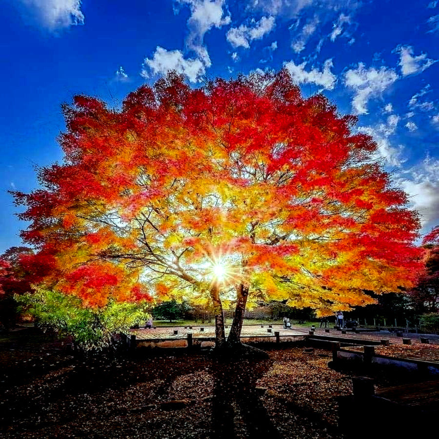 Autumn Red Sunset Maple tree with vibrant red and yellow leaves under a blue sky.
