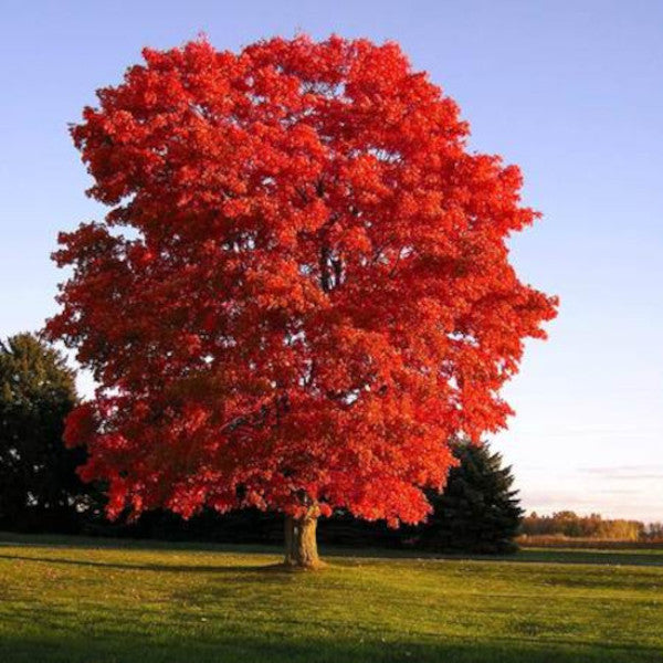 Red Sunset maple tree in a field with a clear blue sky