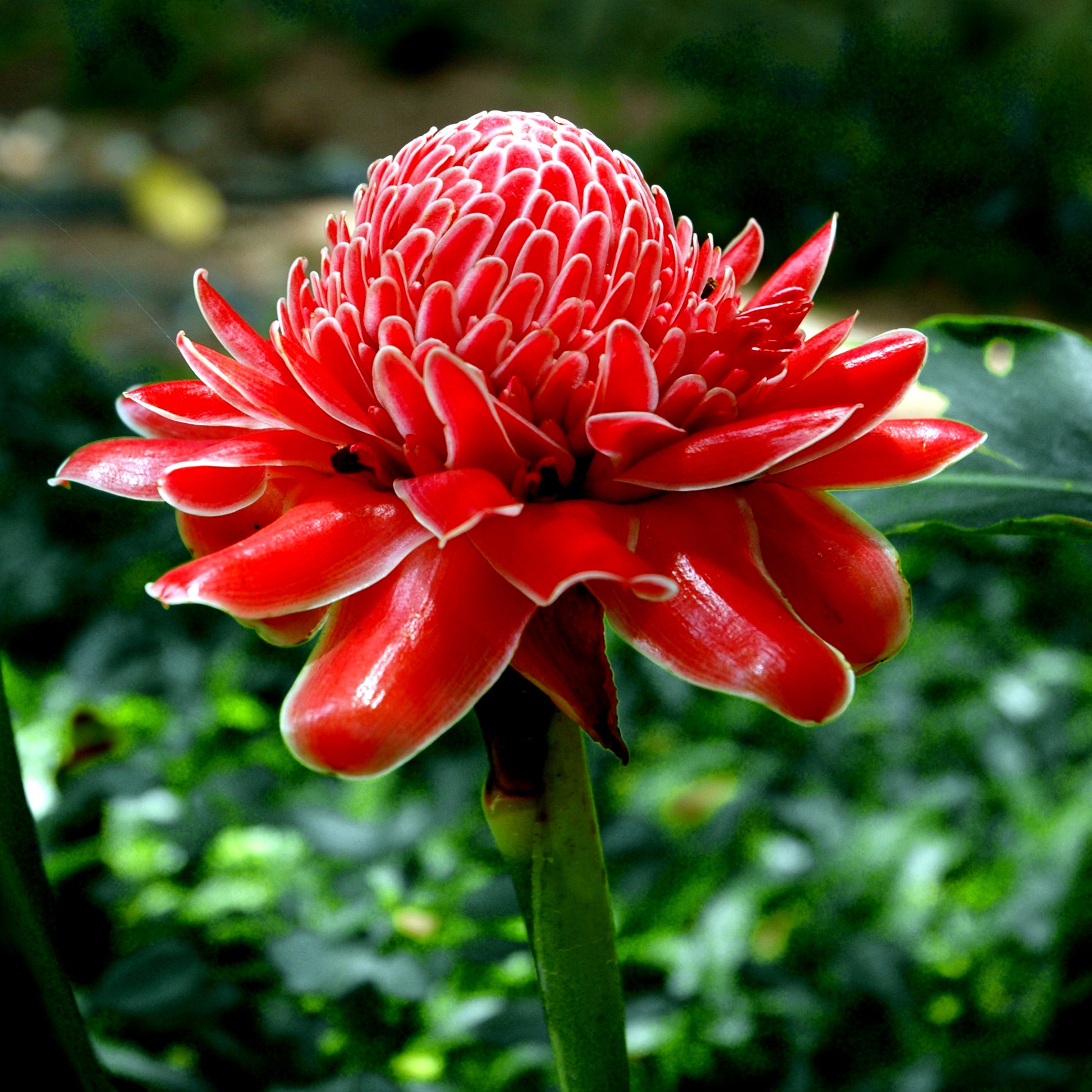 Red torch ginger flower bloom with green background.