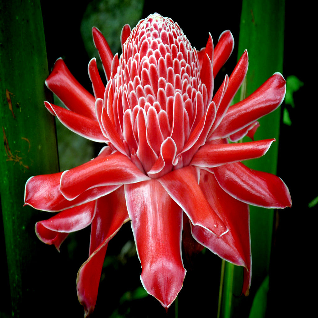 Red torch ginger flower bloom in tropical setting. Etlingera elatior