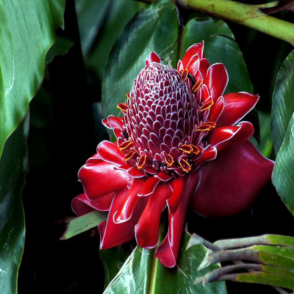 Red torch ginger flower blooming in green leaves. 