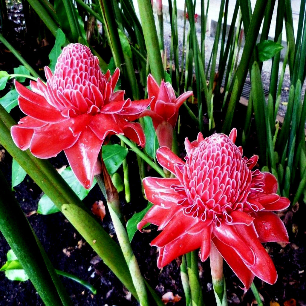 Two red torch ginger flowers in garden landscape.