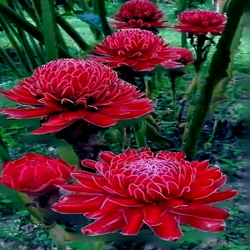 Group of red torch ginger flowers blooming on forest floor
