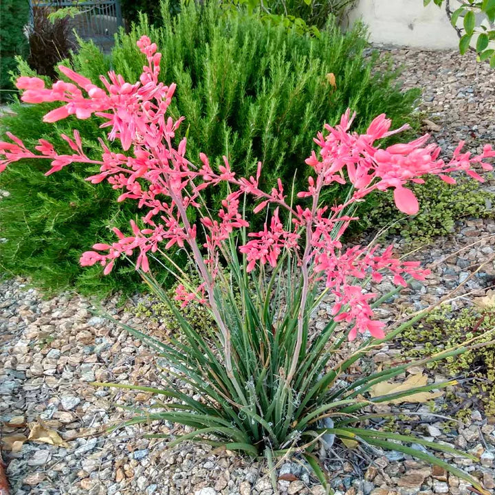 Pink flowering Red Yucca plant in a garden setting with green shrubs and gravel. (Hesperaloe parviflora)