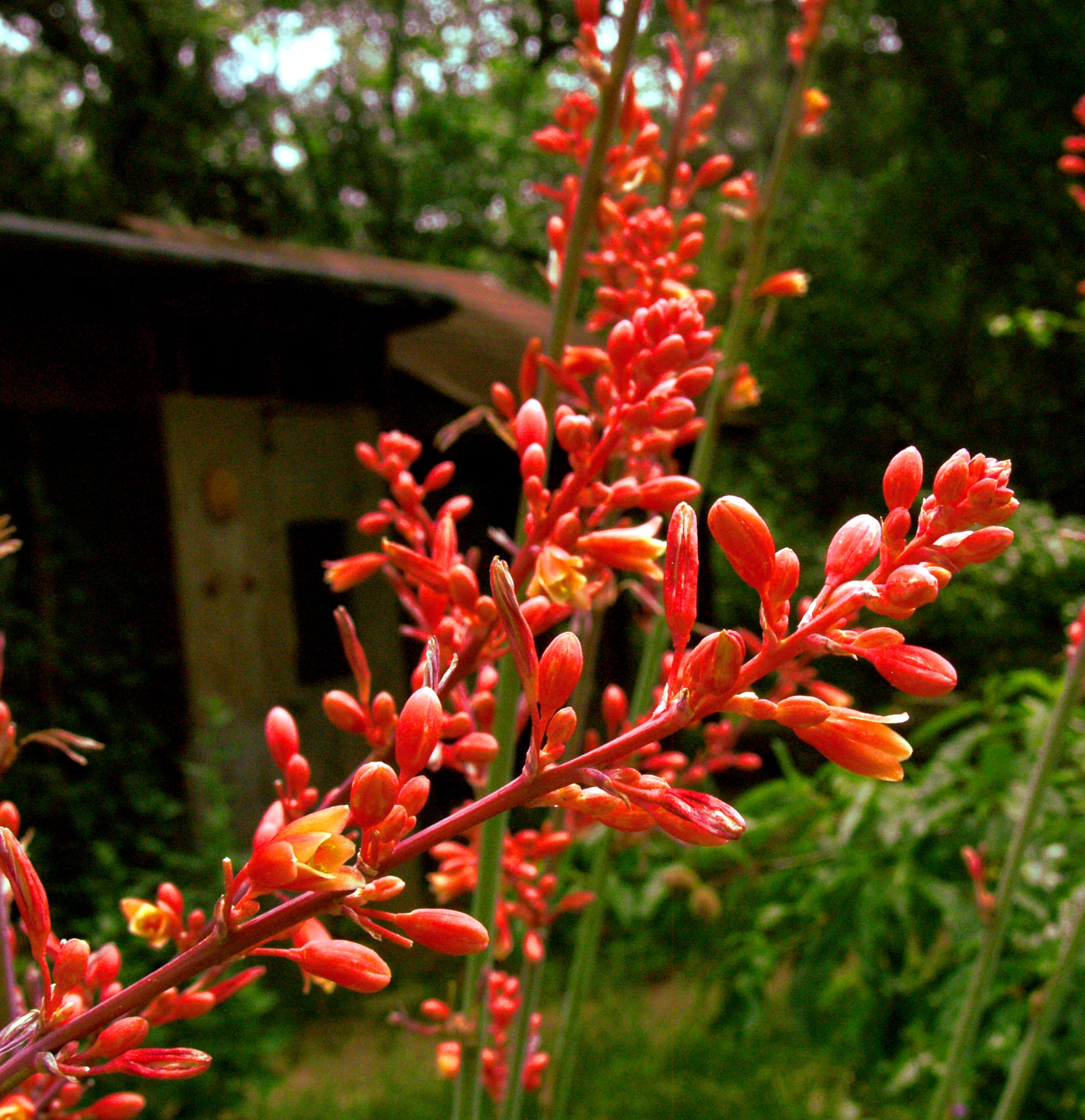Close-up of red Yucca flowers with a blurred background