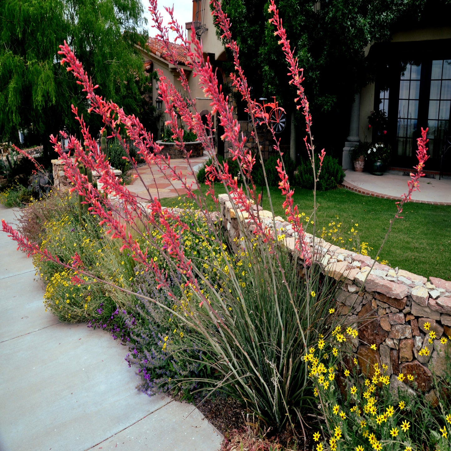 Garden with red Yucca plant flowers and yellow flowers in front of a house