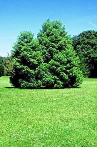 Large Japanese red cedar evergreen tree on a grassy field with clear blue sky