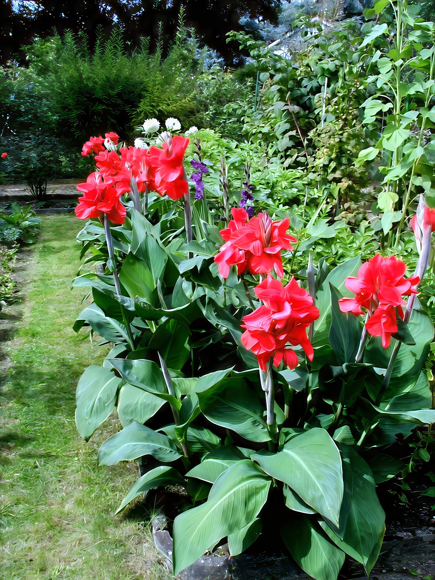 Red canna lily indian shot flowers in a garden setting with greenery