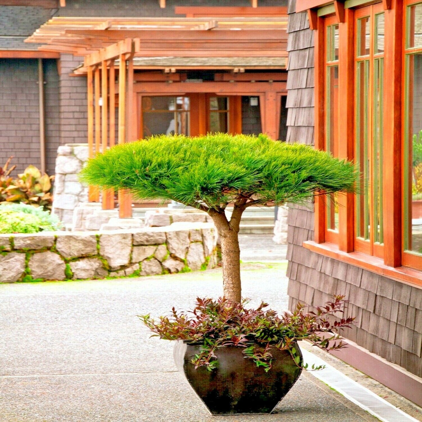 Potted Japanese Red Pine tree in front of a building with stone wall and wooden facade. (Pinus densiflora)
