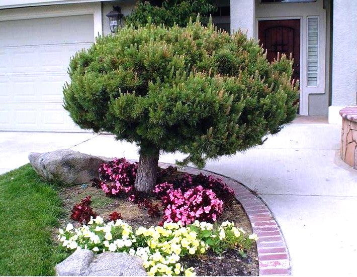 Small Japanese Red Pine tree with flowers and a rock in front of a house