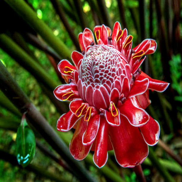 Close up of Red torch ginger flower blossom with green background. Etlingera elatior