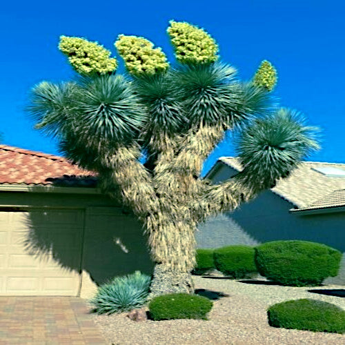 Large Blue Yucca tree in a garden with a clear blue sky