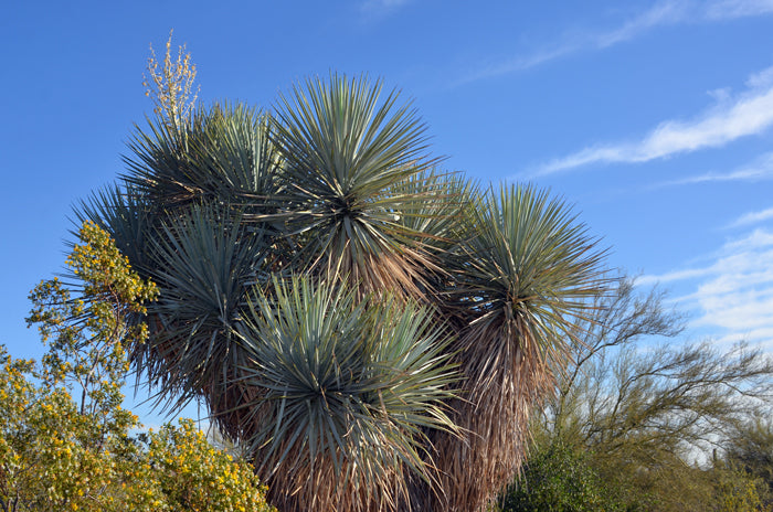 Blue Yucca plant against a blue sky with scattered clouds