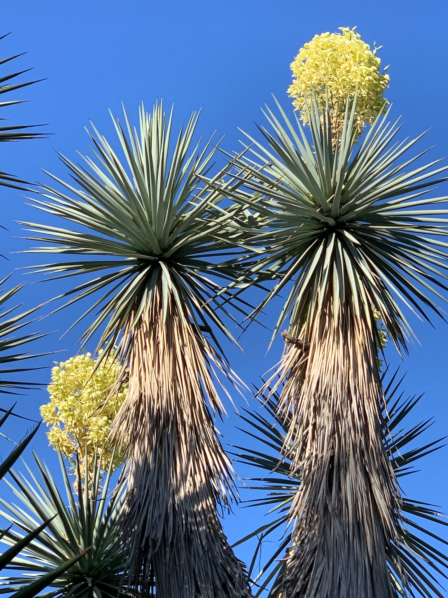 Blue Yucca plants with yellow flowers against a clear blue sky