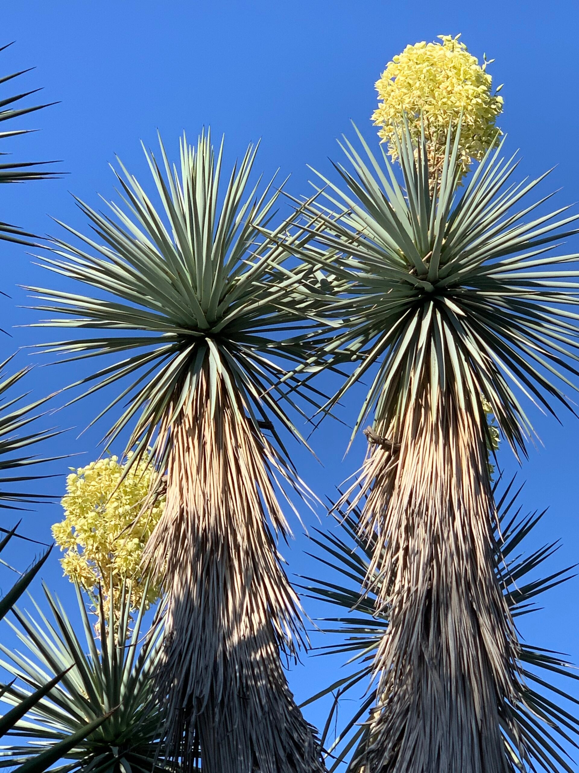 Blue Yucca plants with yellow flowers against a clear blue sky