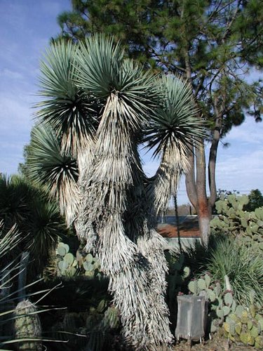 Blue Yucca plant with large leaves against a blue sky