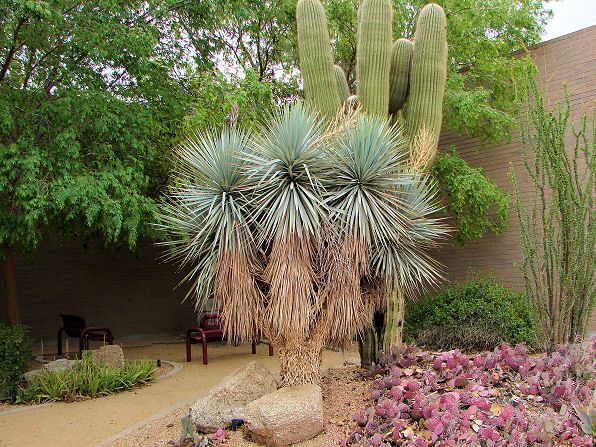 Garden with cacti and Blue Yucca plant succulents in a desert landscape