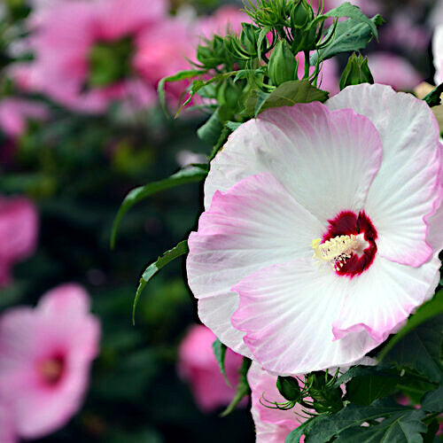 Close-up of a pink rose mallow and white flower with green leaves. Hibiscus moscheutos