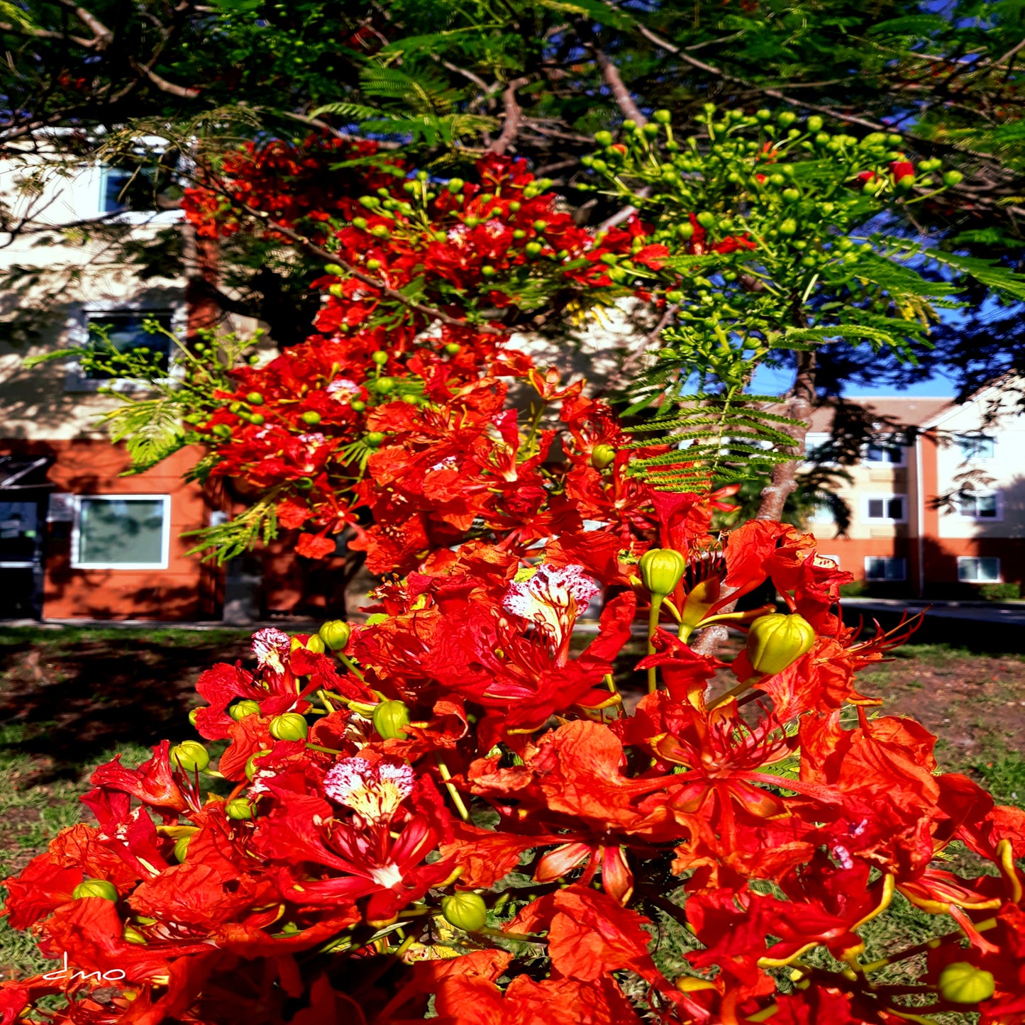 Close up view of ROYAL POINCIANA tree red and yellow flowers in bloom with buildings in background.