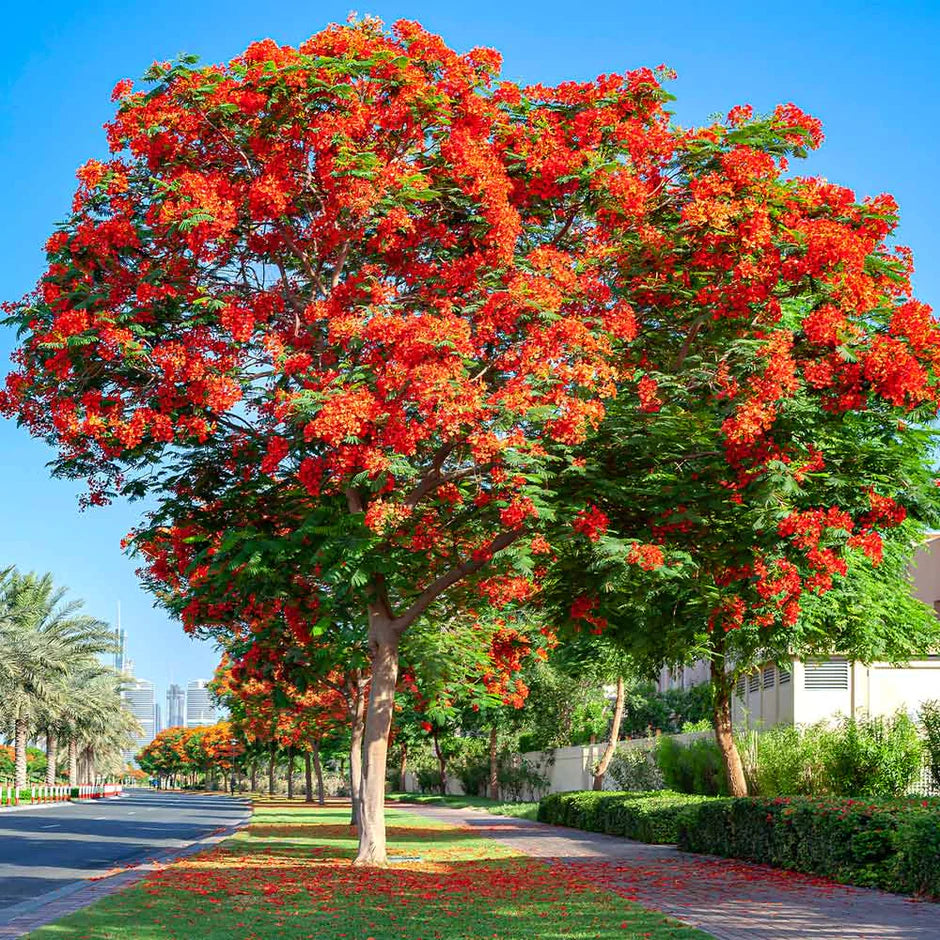 ROYAL POINCIANA trees bordering road landscape with red flowers blooming beside walkway.