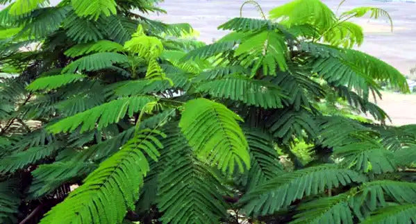 ROYAL POINCIANA trees green fern leaves.