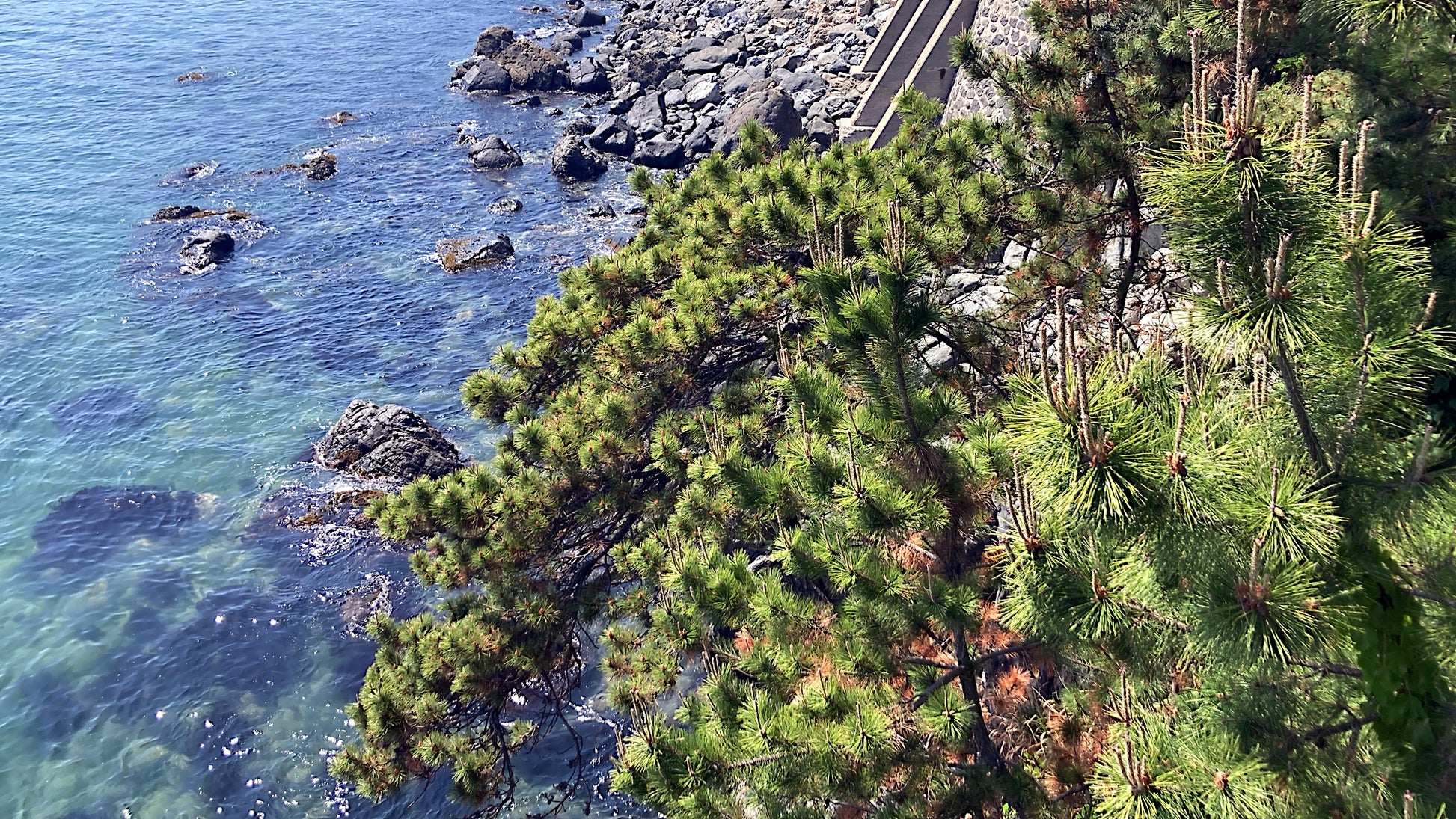 Coastal scene with Japanese Red Pine trees, rocks, and clear blue water.