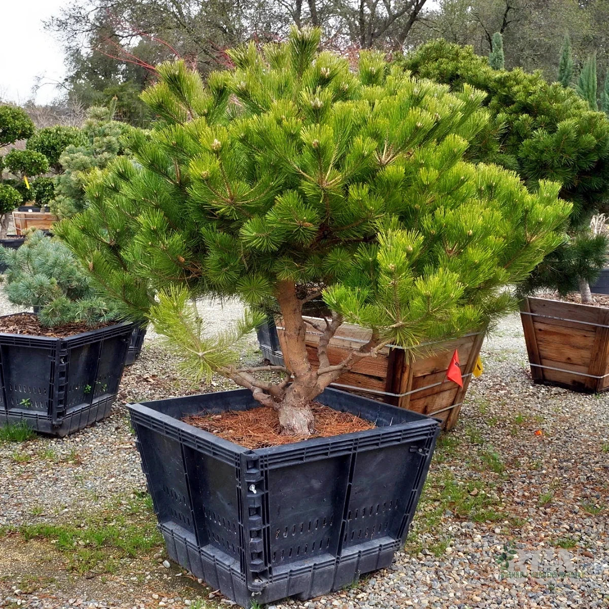 Potted Japanese Red Pine conifer tree in a garden setting with other plants and containers.