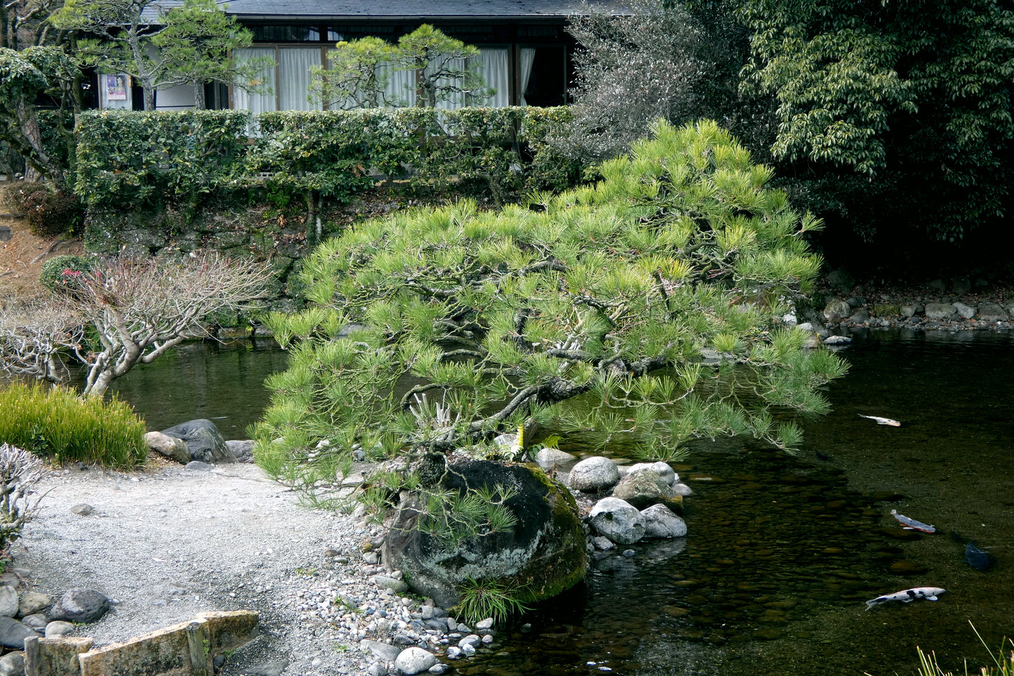 Japanese Red Pine tree in landscape garden with a pond, rocks, and a traditional house.