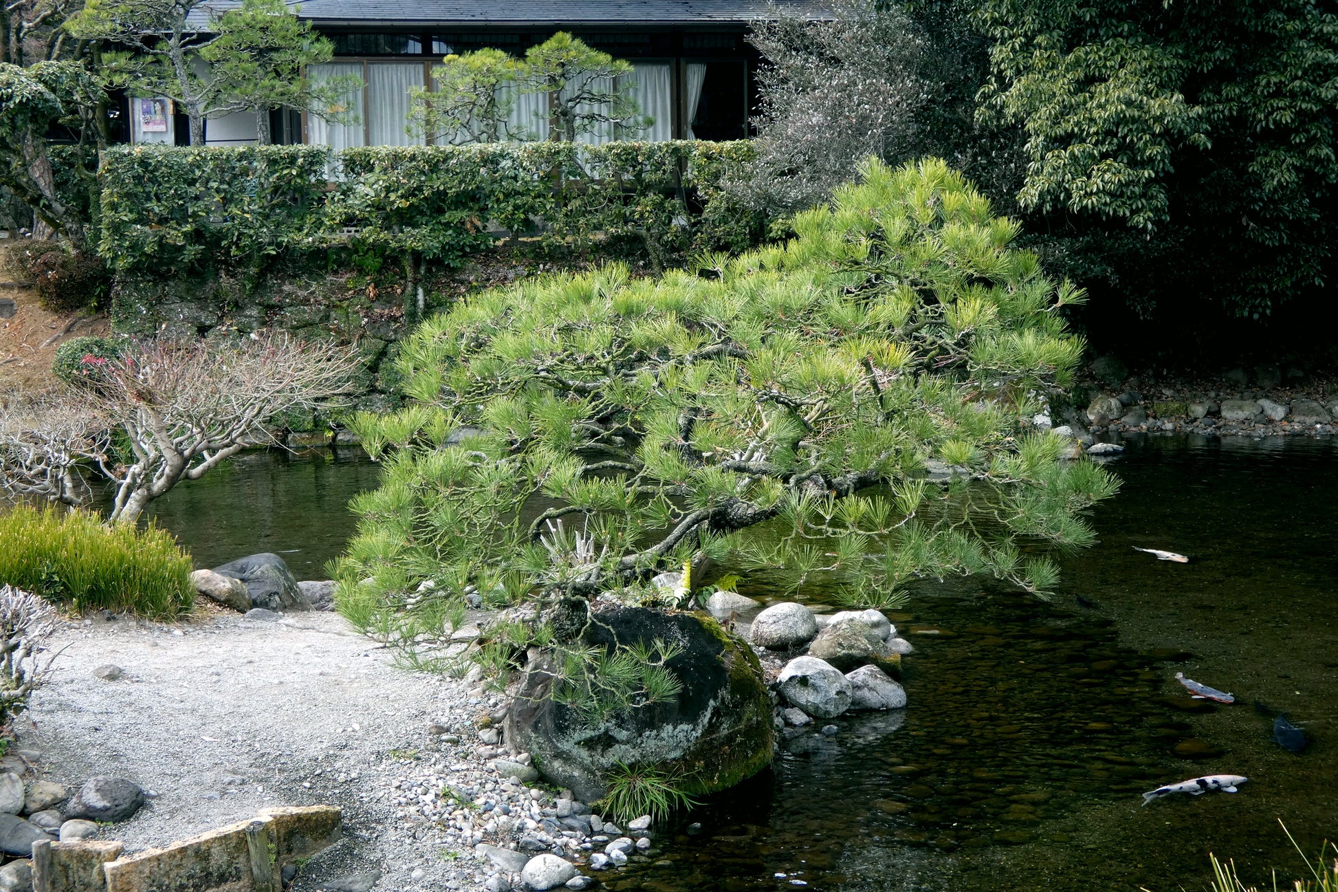 Japanese Red Pine tree in landscape garden with a pond, rocks, and a traditional house.