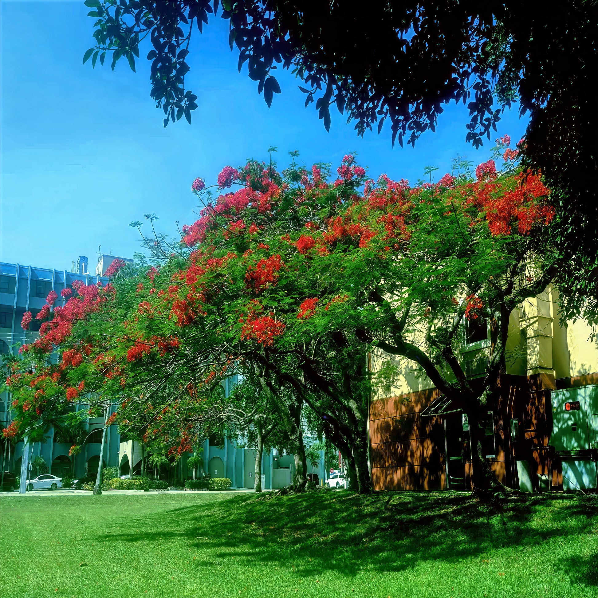 ROYAL POINCIANA trees with red flowers in landscape beside of building with blue sky background.
