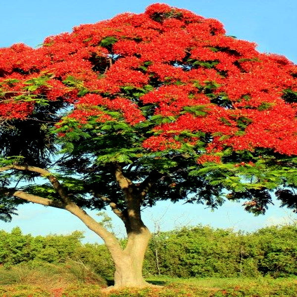 ROYAL POINCIANA tree with red flowers blooming in tropical landscape with blue sky background. (Delonix regia)
