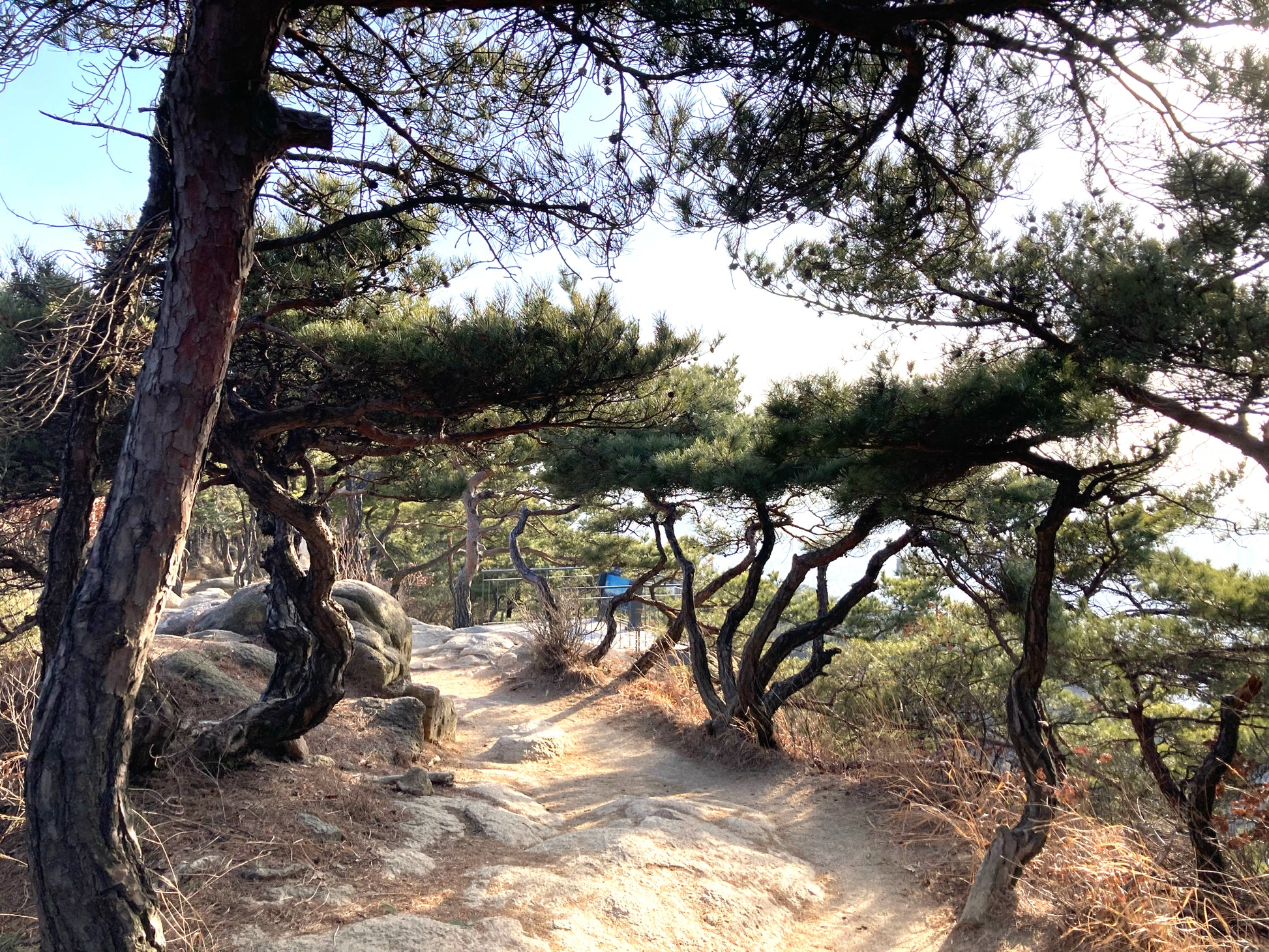 Winding dirt path through a forest with twisted Japanese Red Pine trees