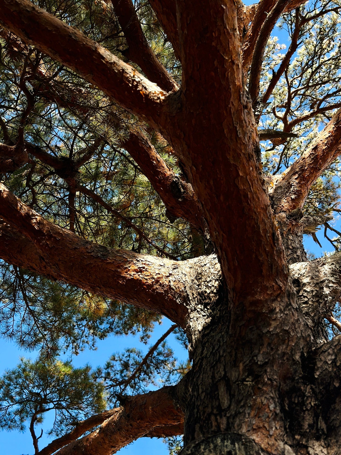 Close-up of a large Japanese Red Pine tree with a clear blue sky in the background