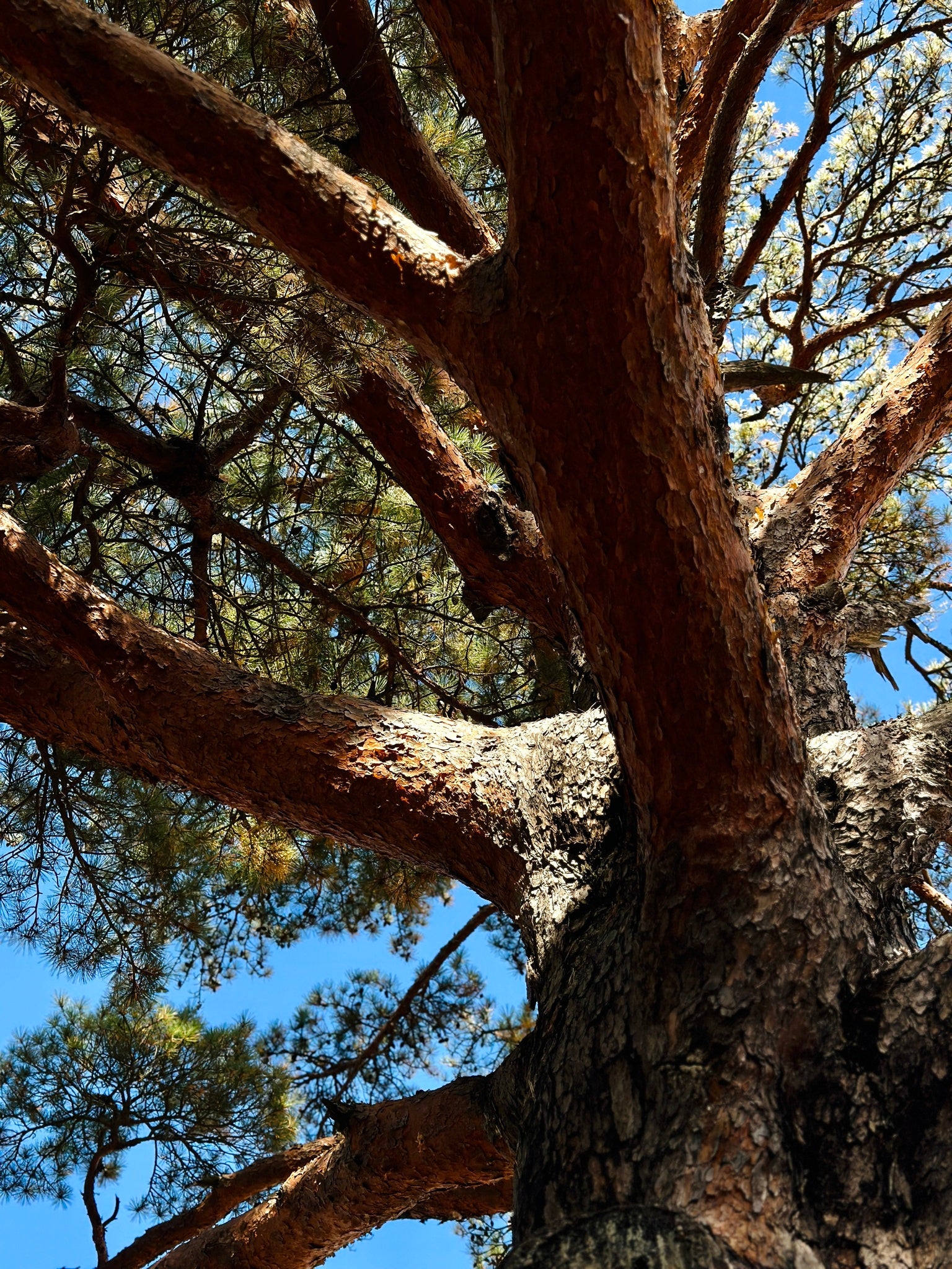 Close-up of a large Japanese Red Pine tree with a clear blue sky in the background