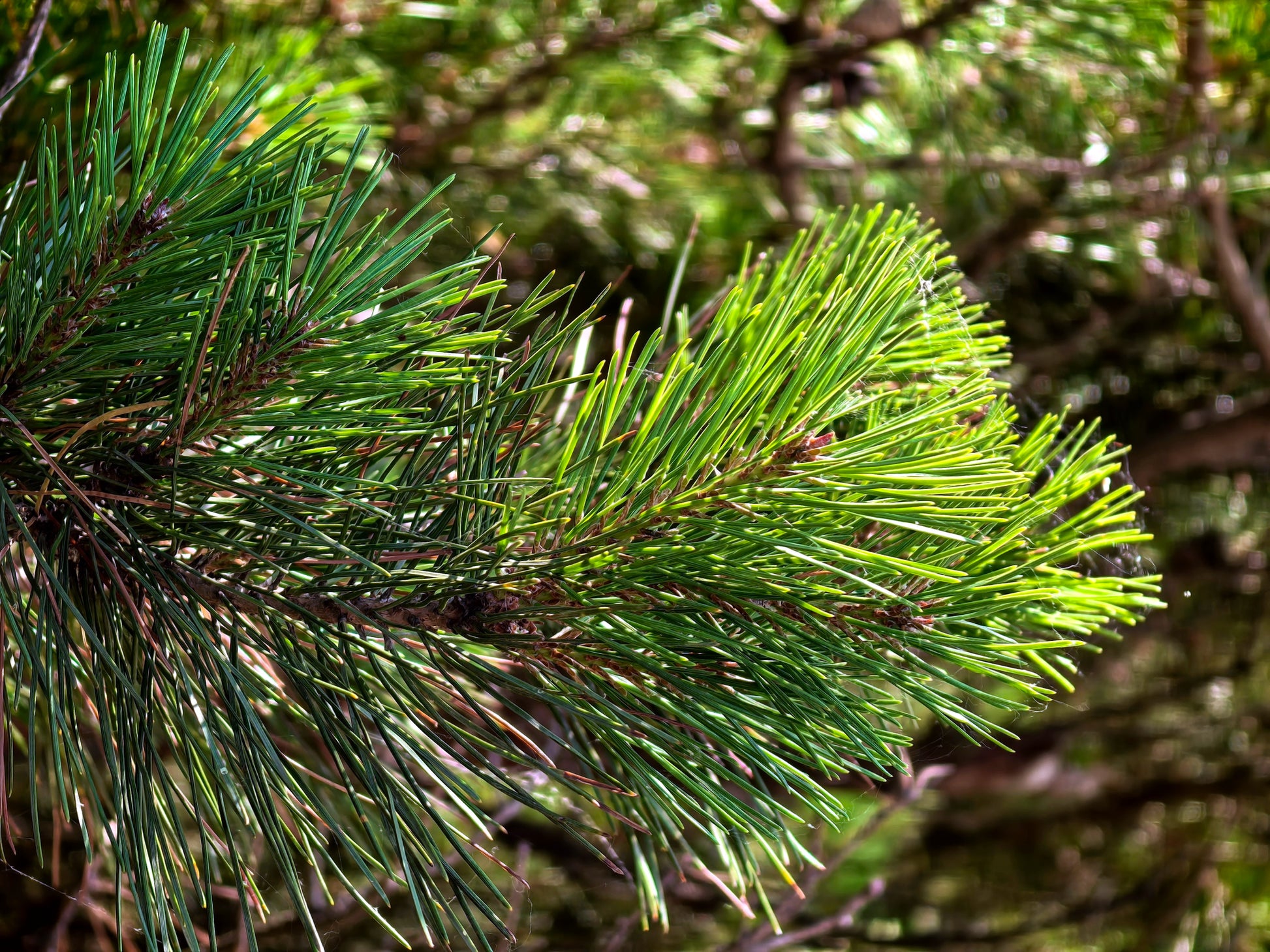 Close-up of Japanese Red Pine green pine needles with a blurred natural background. (Pinus densiflora)