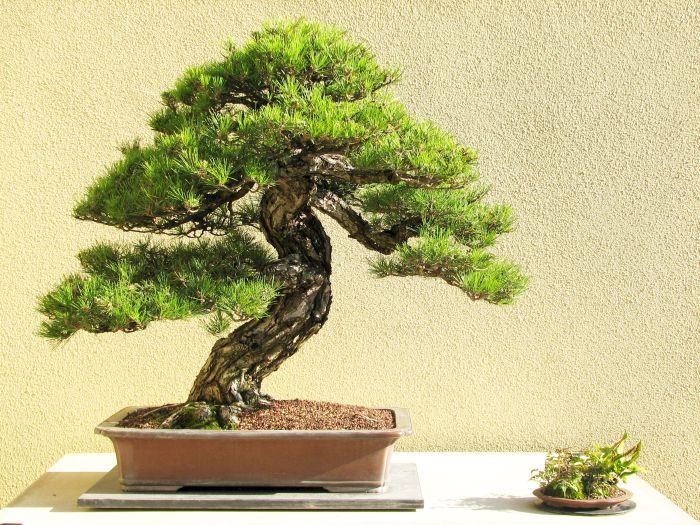 Japanese Red Pine Bonsai tree on a white surface with a plain background. (Pinus densiflora)