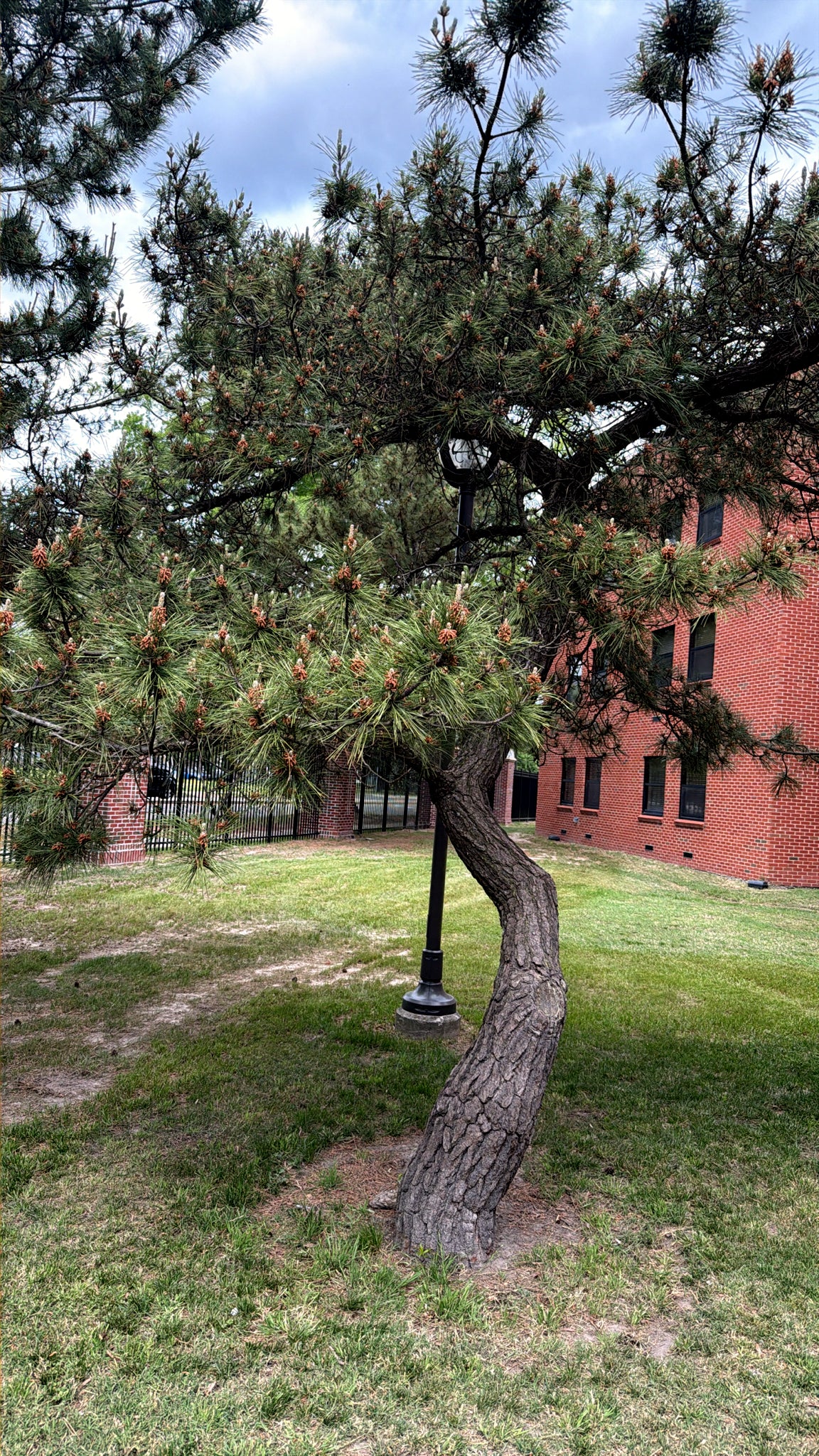 Curved Japanese Red pine tree in a grassy area with a red brick building in the background