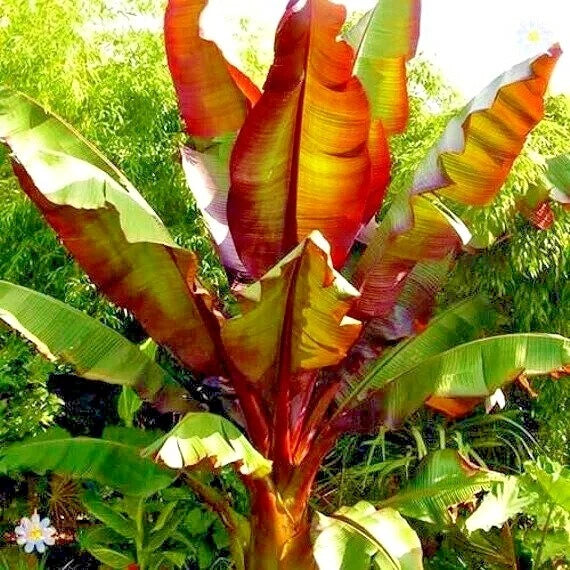 Tropical red abyssinian banana plant with vibrant red and green leaves in a natural setting