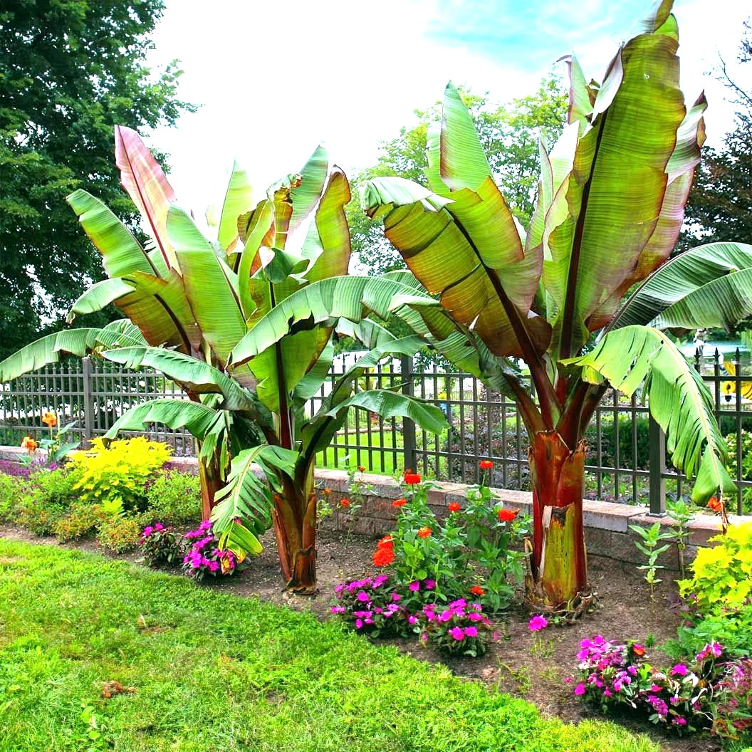 Garden with large Red Abyssinian banana tree plants and colorful flowers