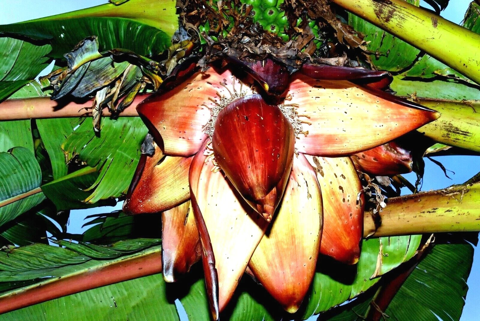 Close-up of a large, vibrant red abyssinian banana tree flower with green leaves in the background