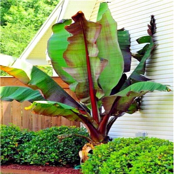 Large green and Red Abyssinian banana tree plant in a garden setting with a house in the background.