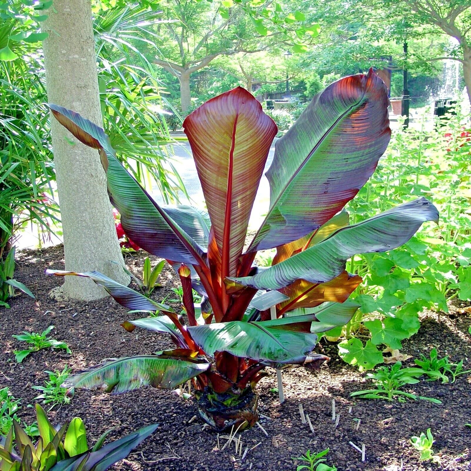 Tropical red abyssinian banana tree plant with large purple and green leaves in a garden setting