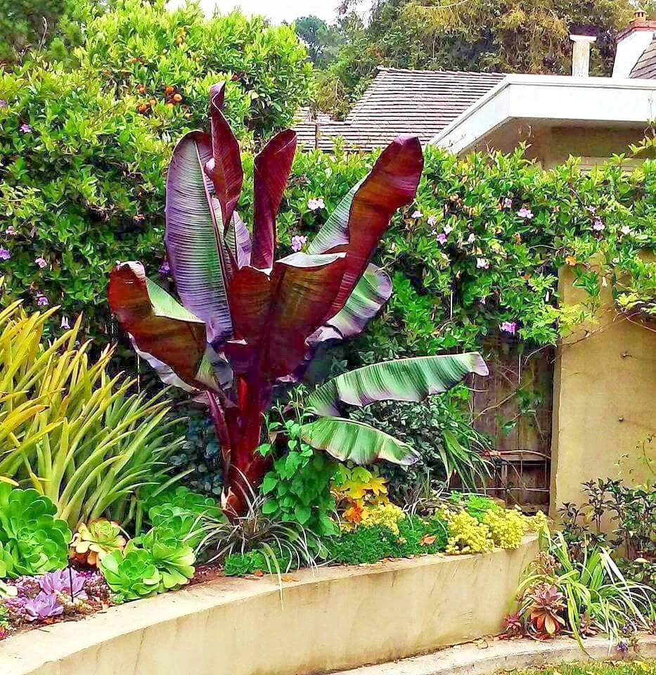 Garden with large red leafed banana plant and greenery